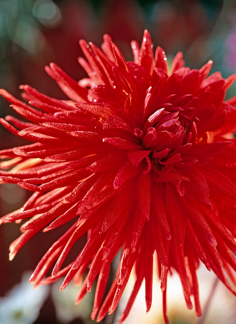 Dahlia hybr. 'Sure Thing' (Cactus dahlia)