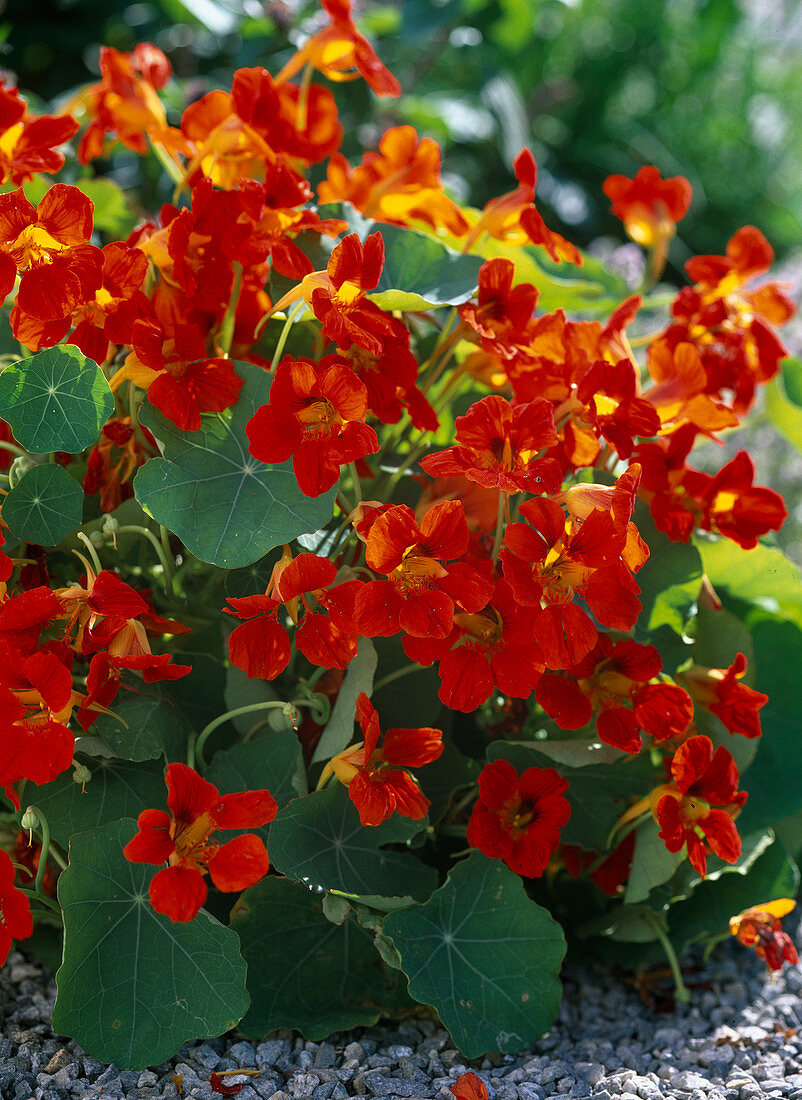 Tropaeolum majus