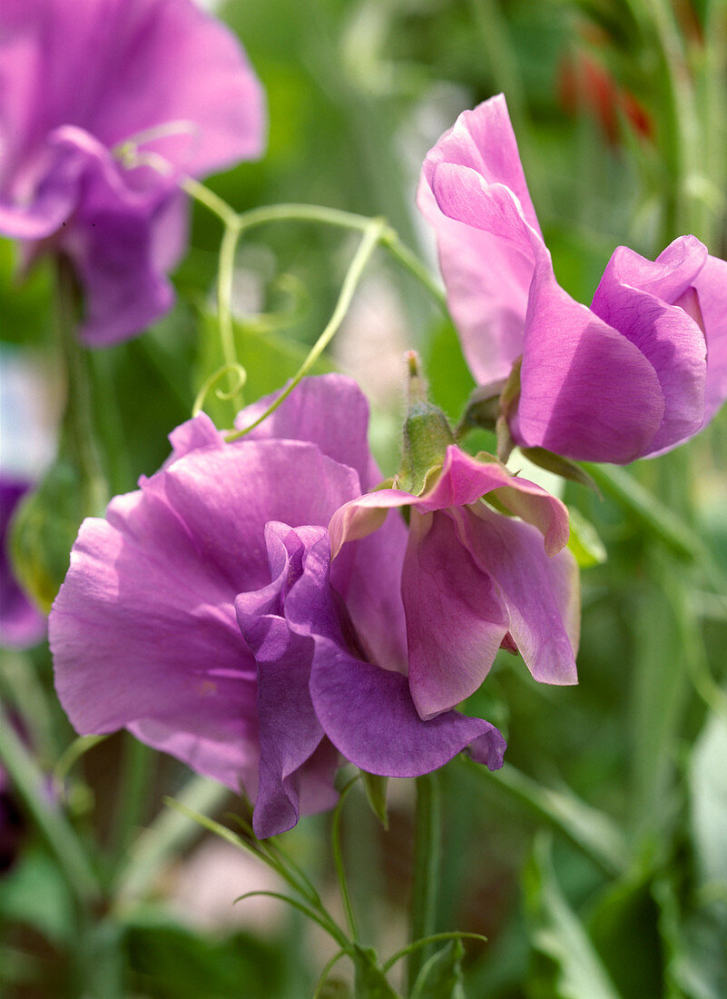 Lathyrus odoratus (fragrant pea-pea)