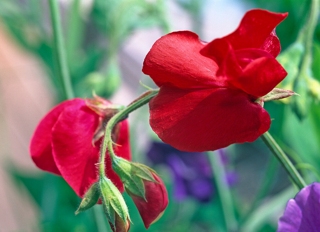 Lathyrus odoratus - red