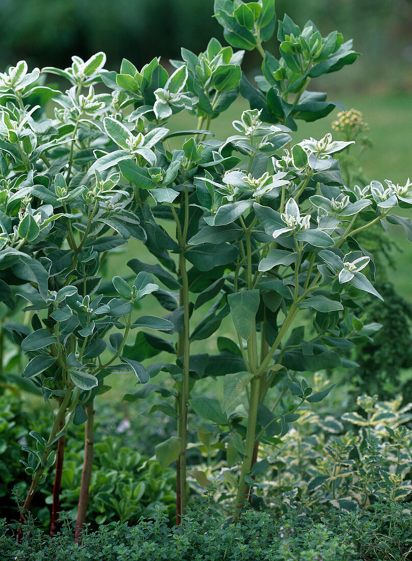 Einjährige Euphorbia 'Bergkristall'