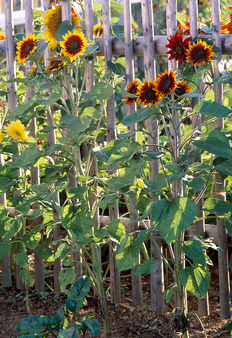 Helianthus annuus (Sunflower)