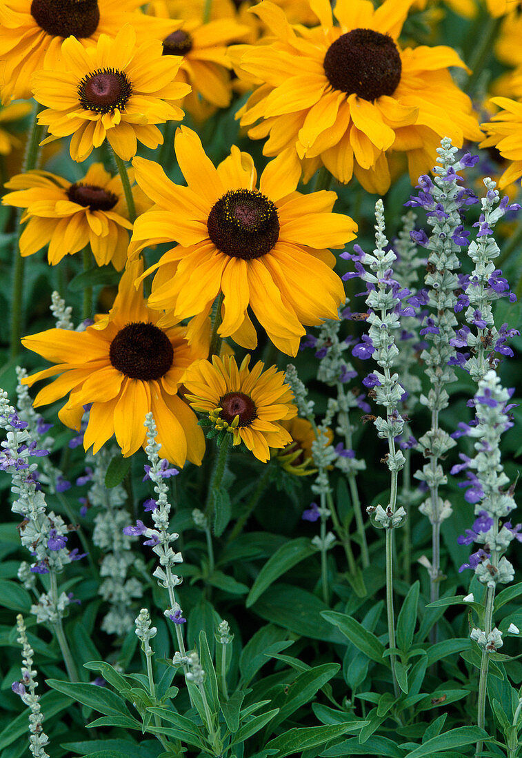 Rudbeckia hirta 'Marmalade' (coneflower)