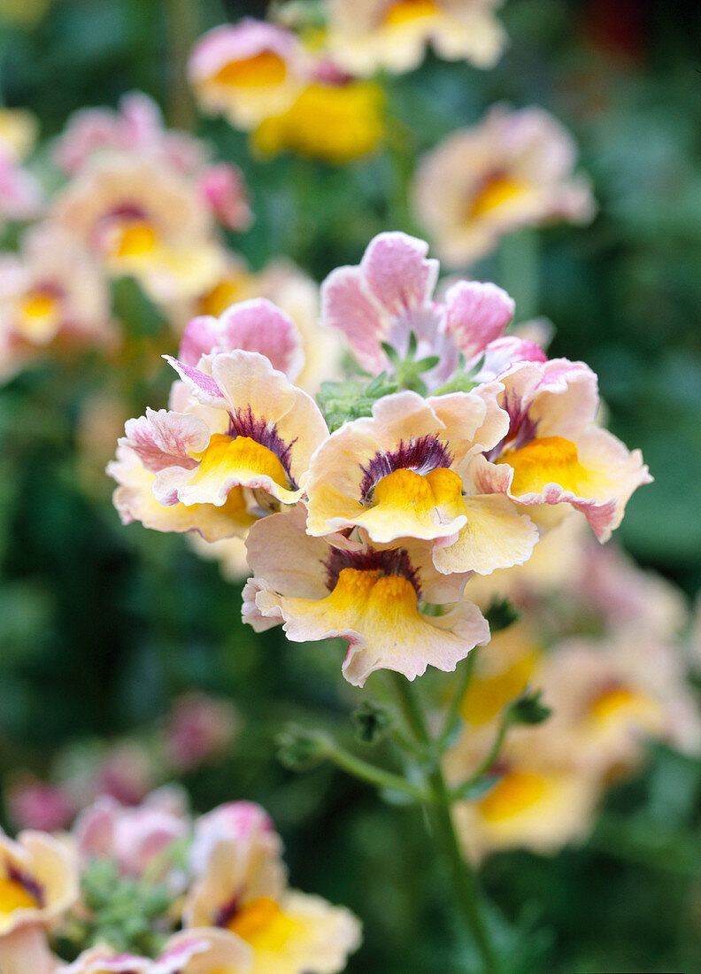 Nemesia 'Sunsatia Mango' (Elfenspiegel)