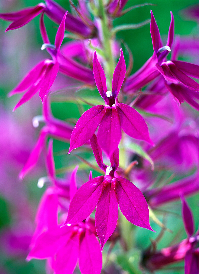 Lobelia Speciosa 'Compliment'