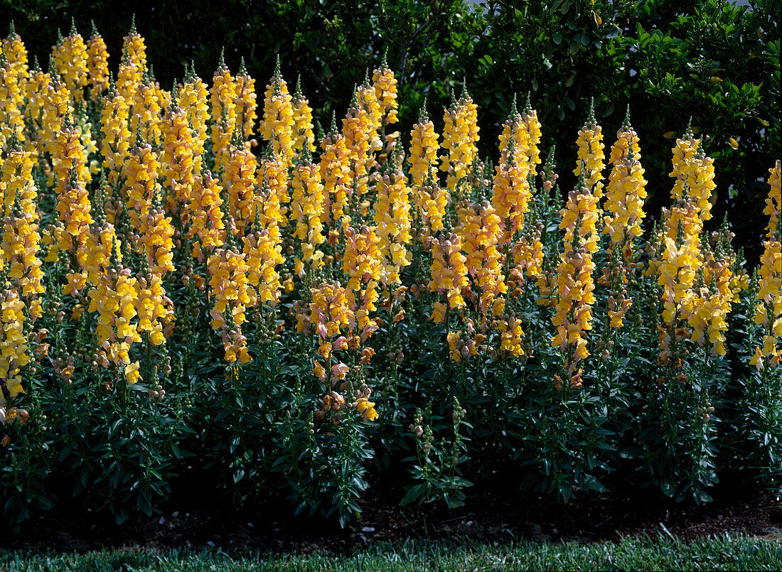 Anthirrhinum maryland 'Golden Bronze' (Snapdragon)