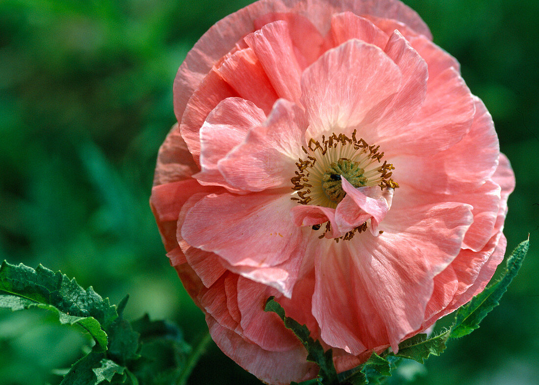 Papaver rhoeas 'Picotee Mixed' (Half Poppy)