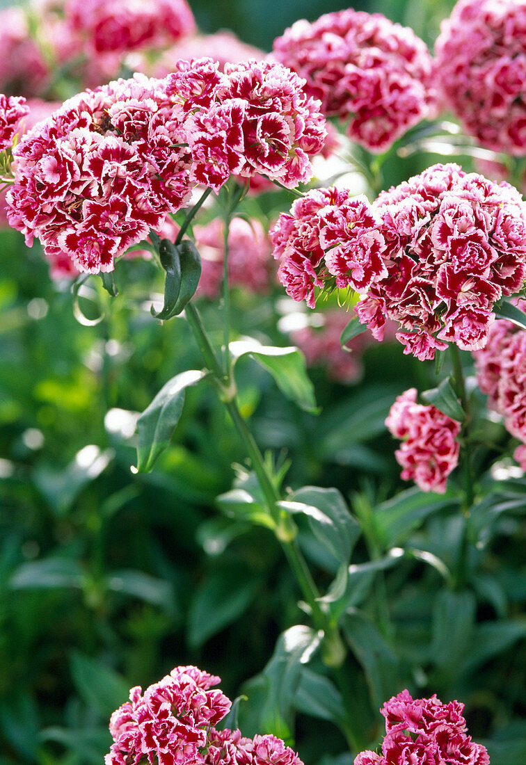 Dianthus Barbatus (Barnacle)