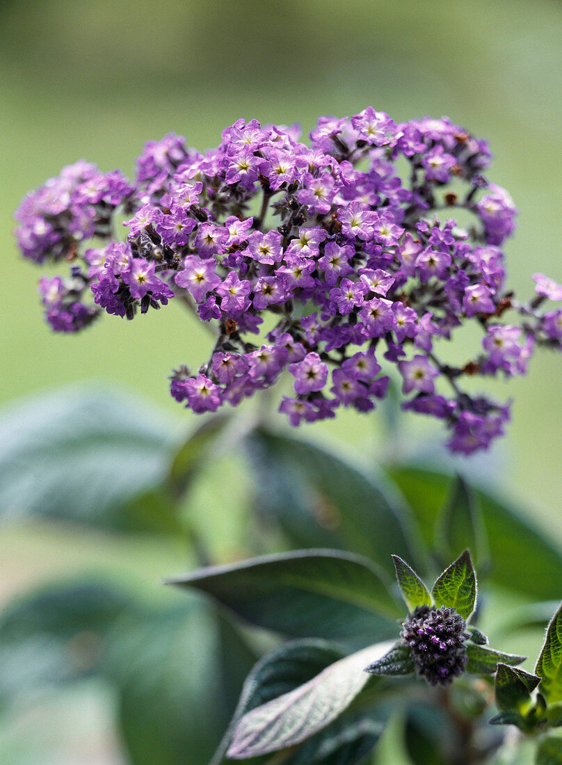 Heliotropium arborescens