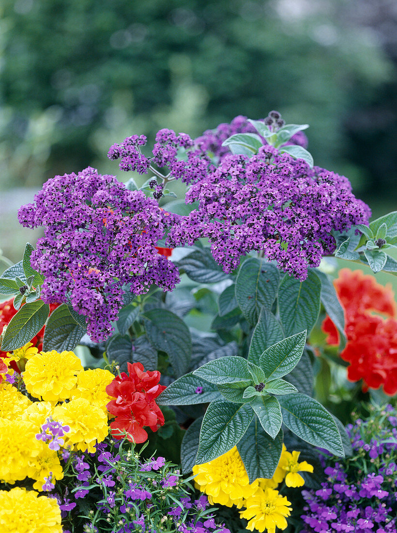 Heliotropium arborescens 'Marine'