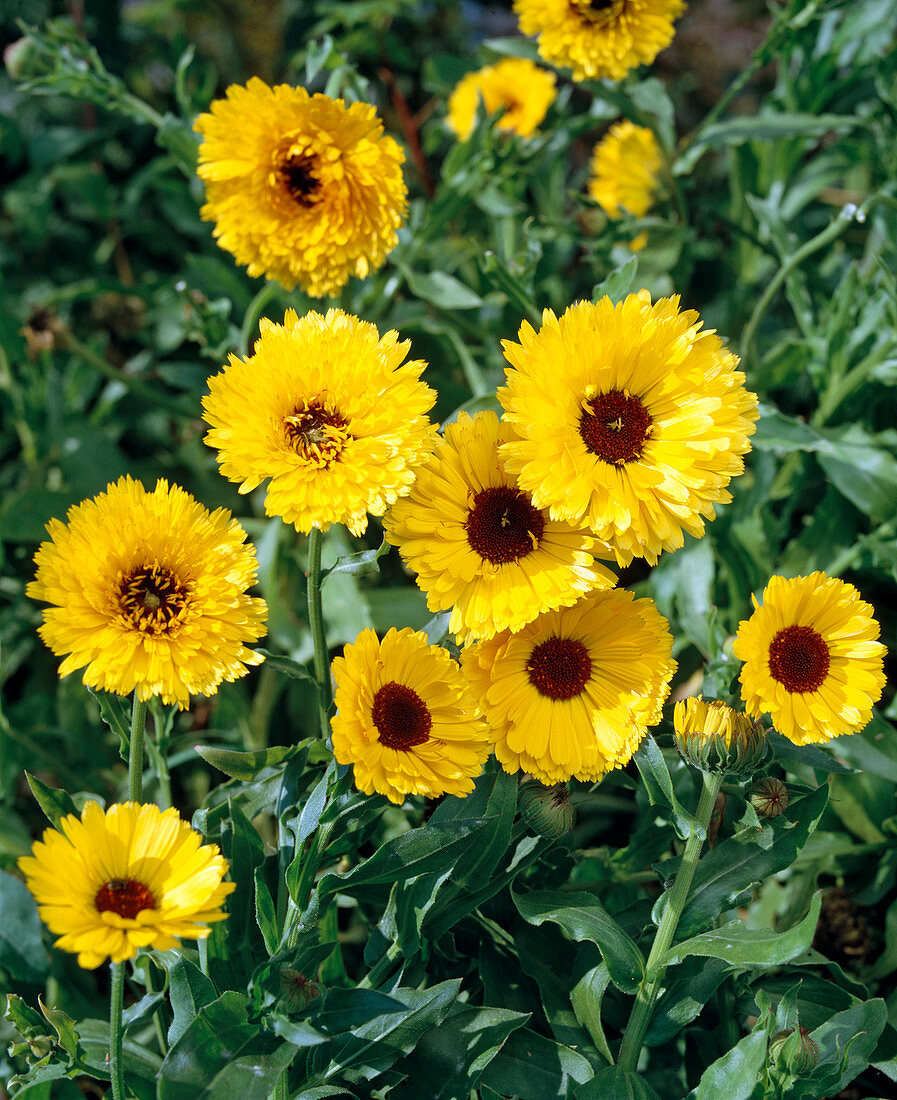 Calendula