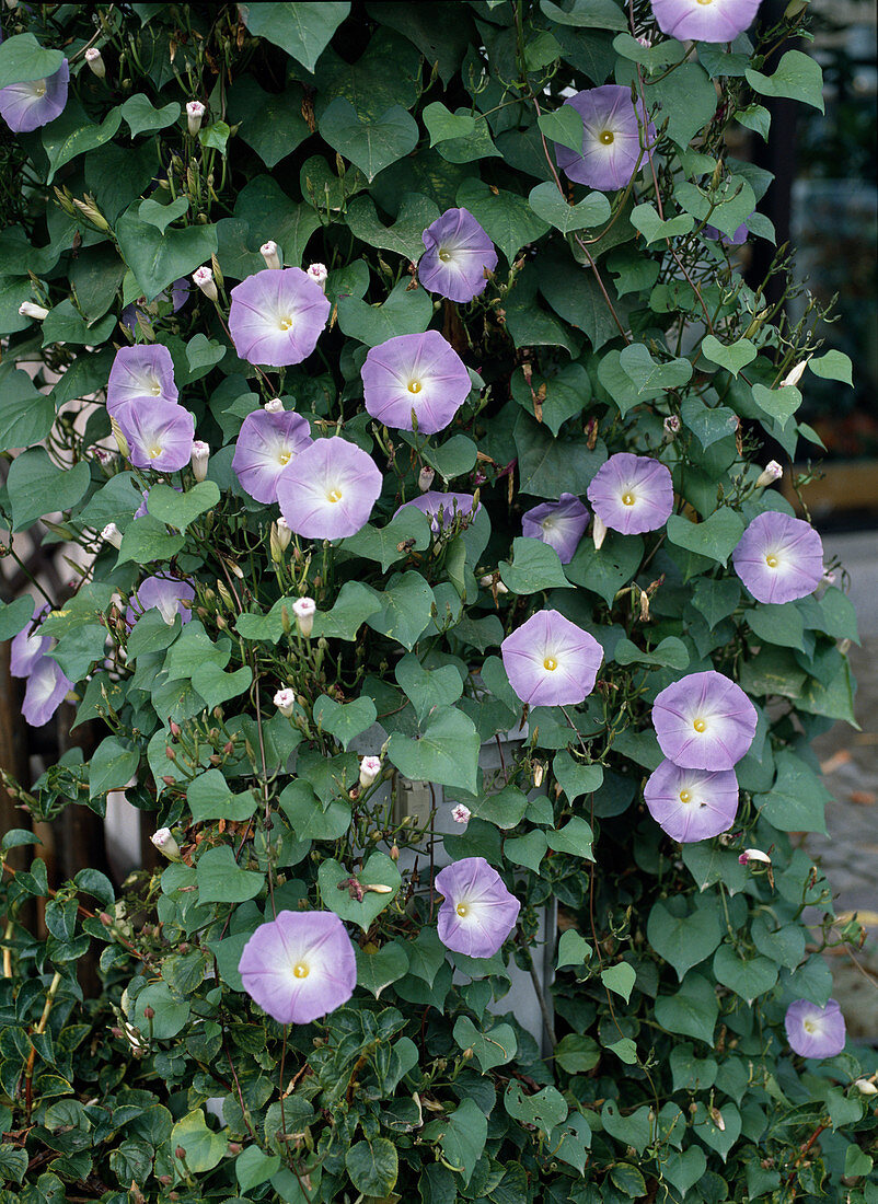 Ipomoea 'Heavenly Blue'