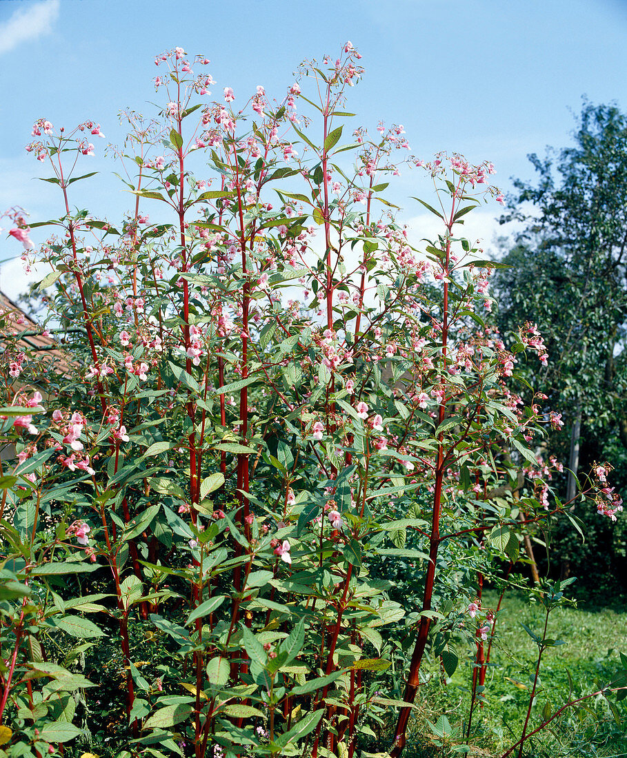 Impatiens glandulifera (Balsam)