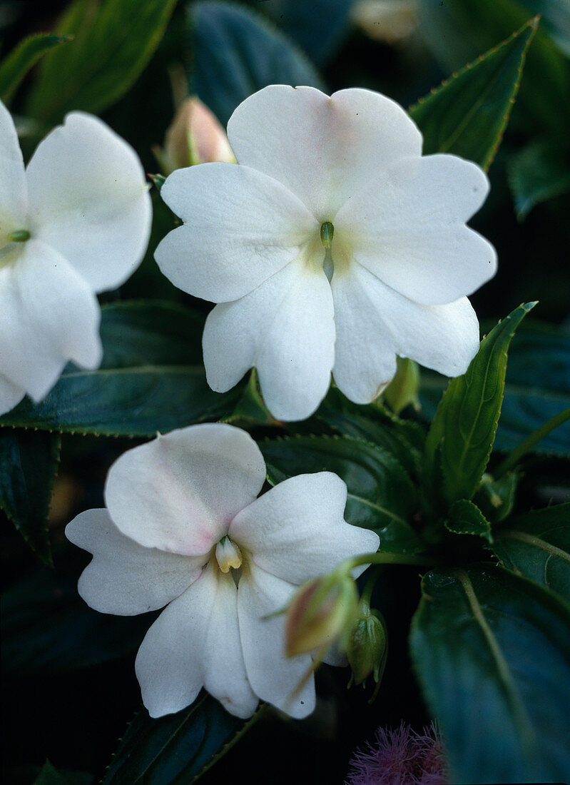 Impatiens New Guinea Hybride