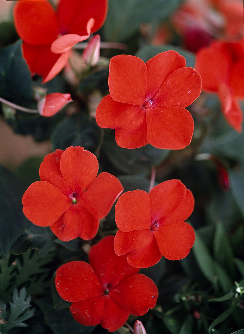 Impatiens walleriana 'Belizzy Scarlet'