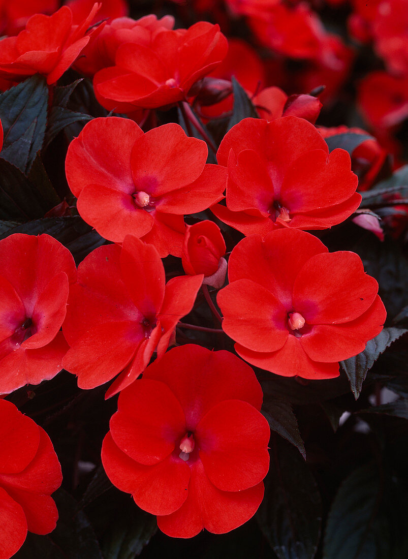 Impatiens Neu Guinea Hybride