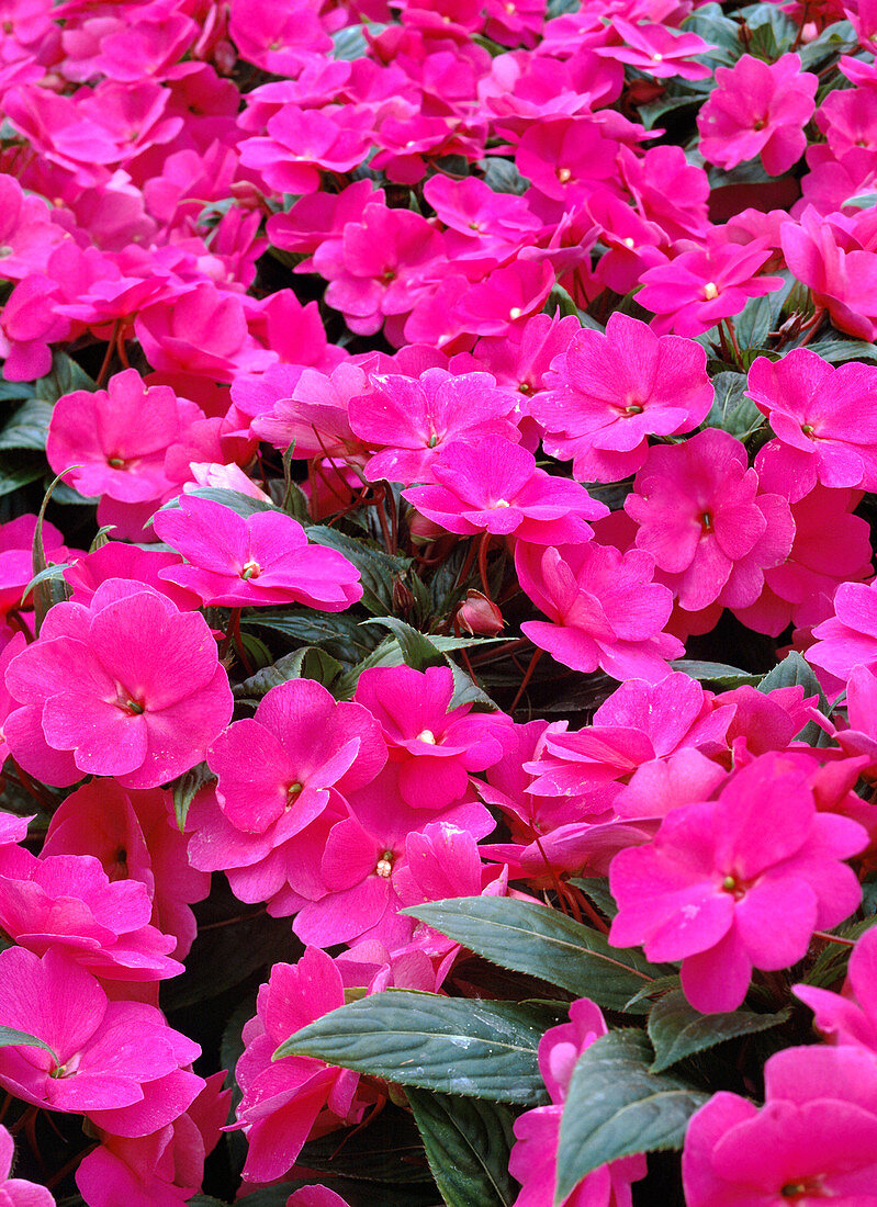 Impatiens New Guinea hybrid