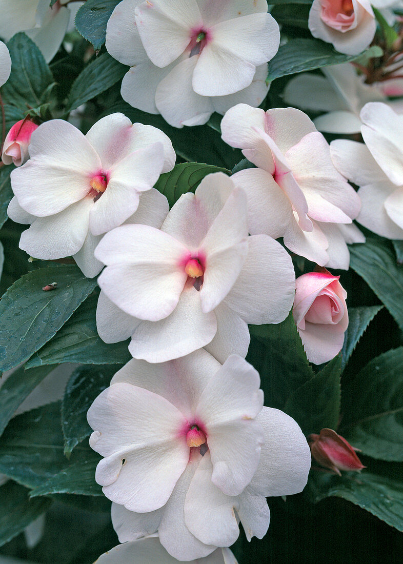 Impatiens Neu-Guinea-Hybride