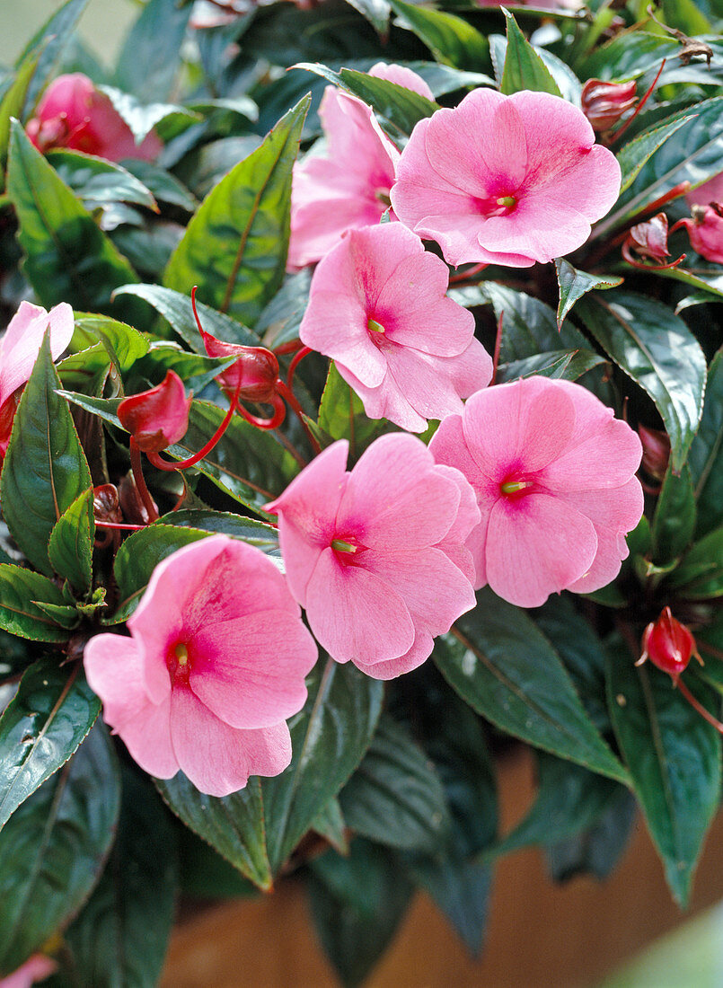 Impatiens New Guinea hybrid