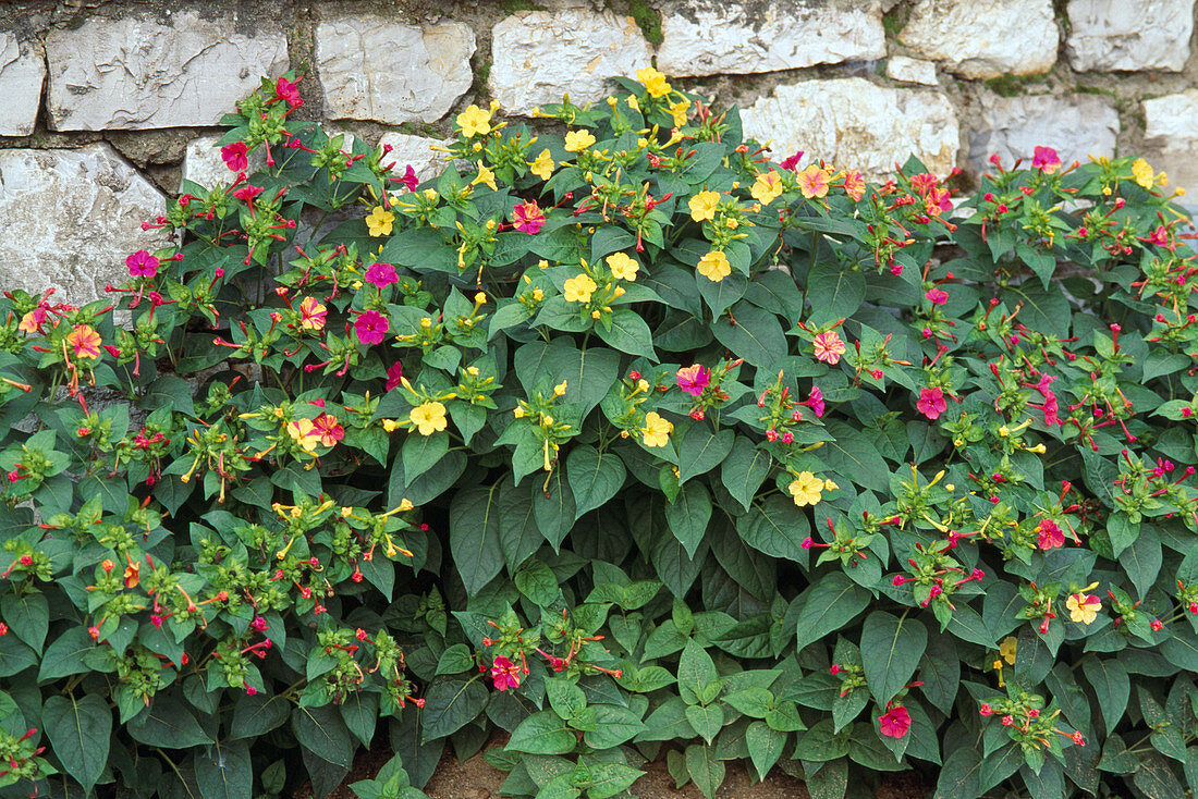 Mirabilis jalapa