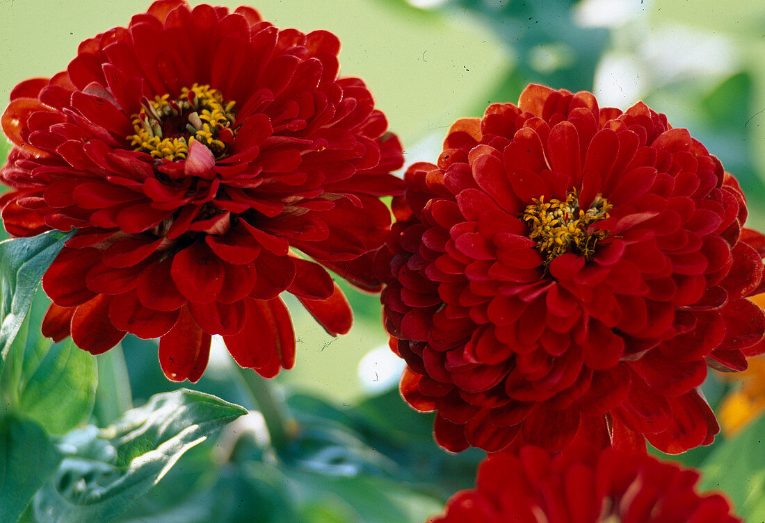 Zinnia elegans 'Oklahoma Scharlach'