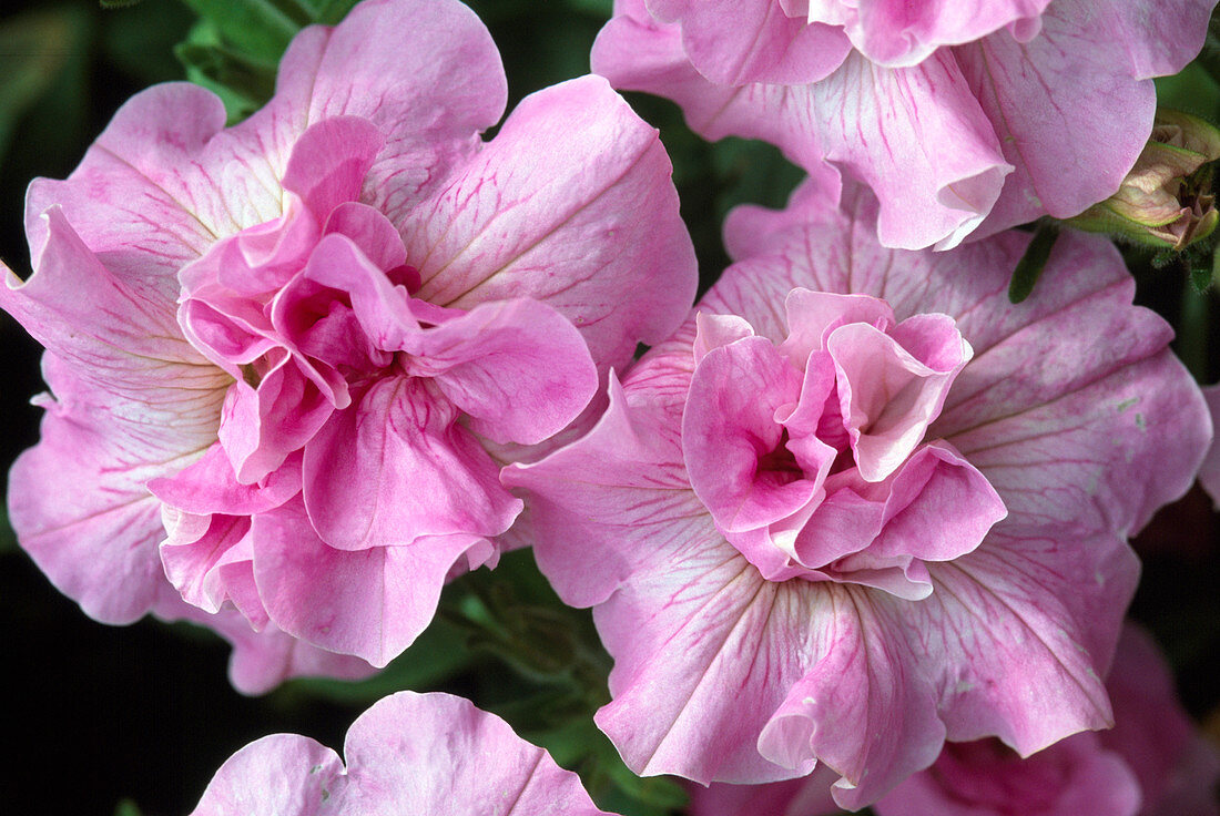 Petunia multiflora 'Peppermint' - gefüllte Petunie