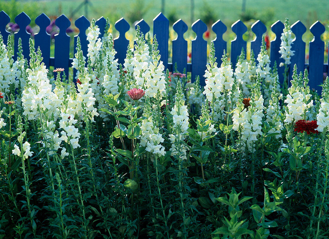 White Antirrhinum majus (Snapdragon) in front of blue