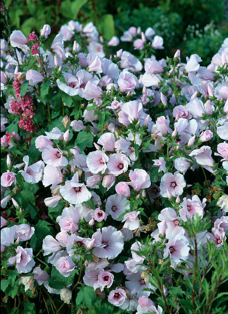 Lavatera trimestris 'Silver Cup' (Pink annual mallow)