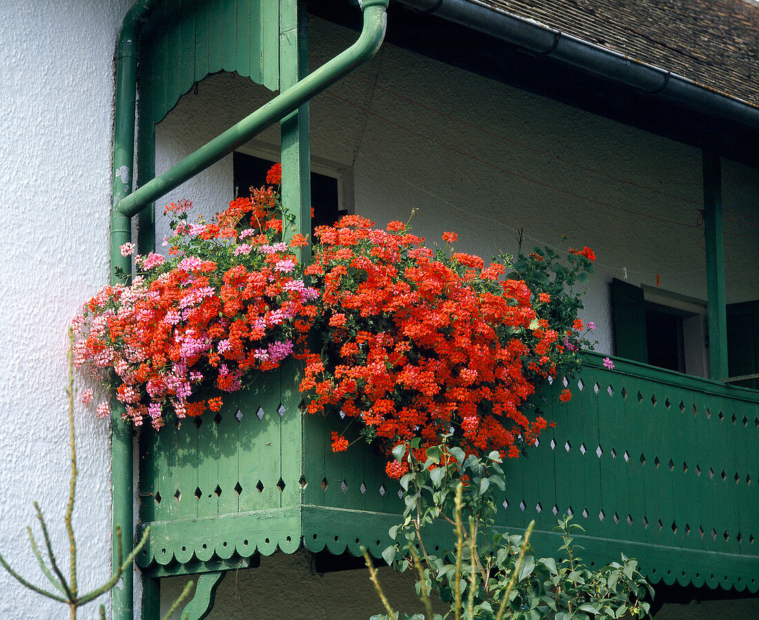 Pelargoniums on a wooden balcony