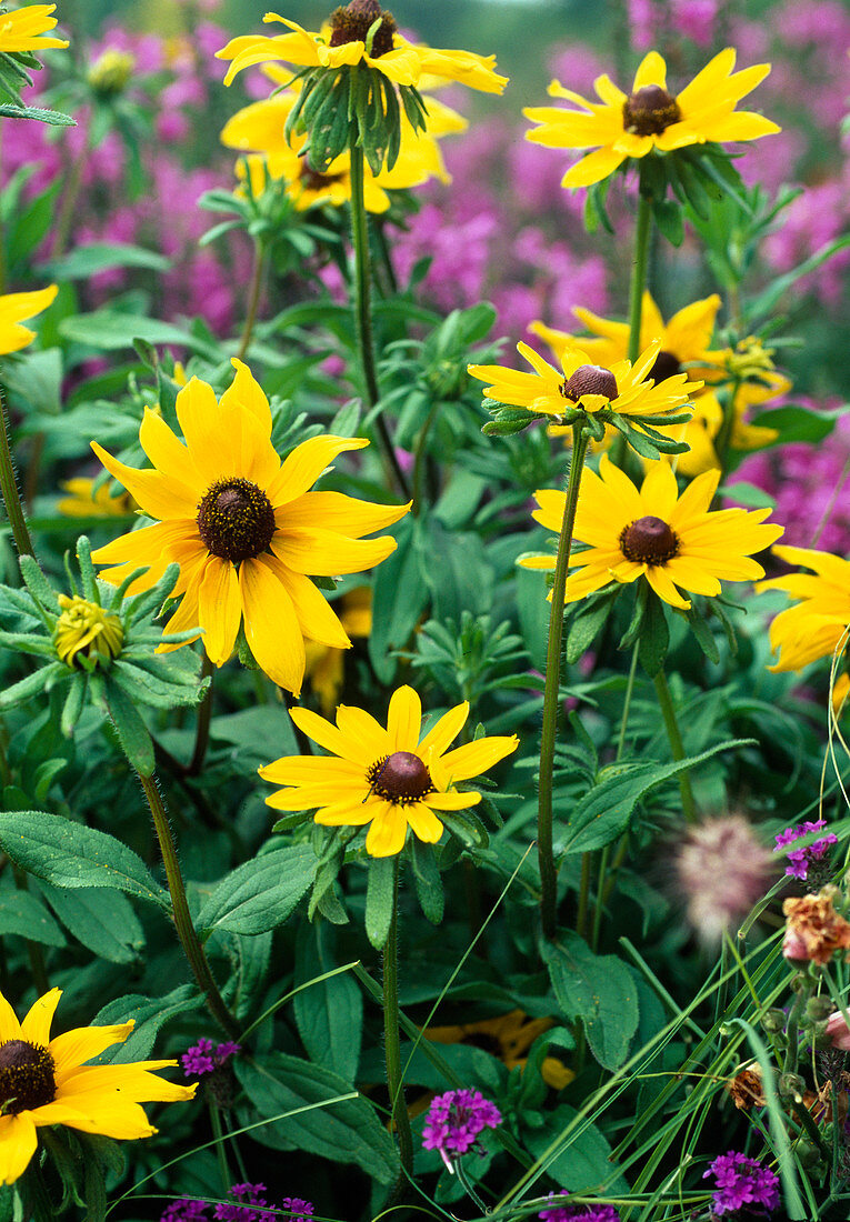 Rudbeckia hirta 'My Joy'