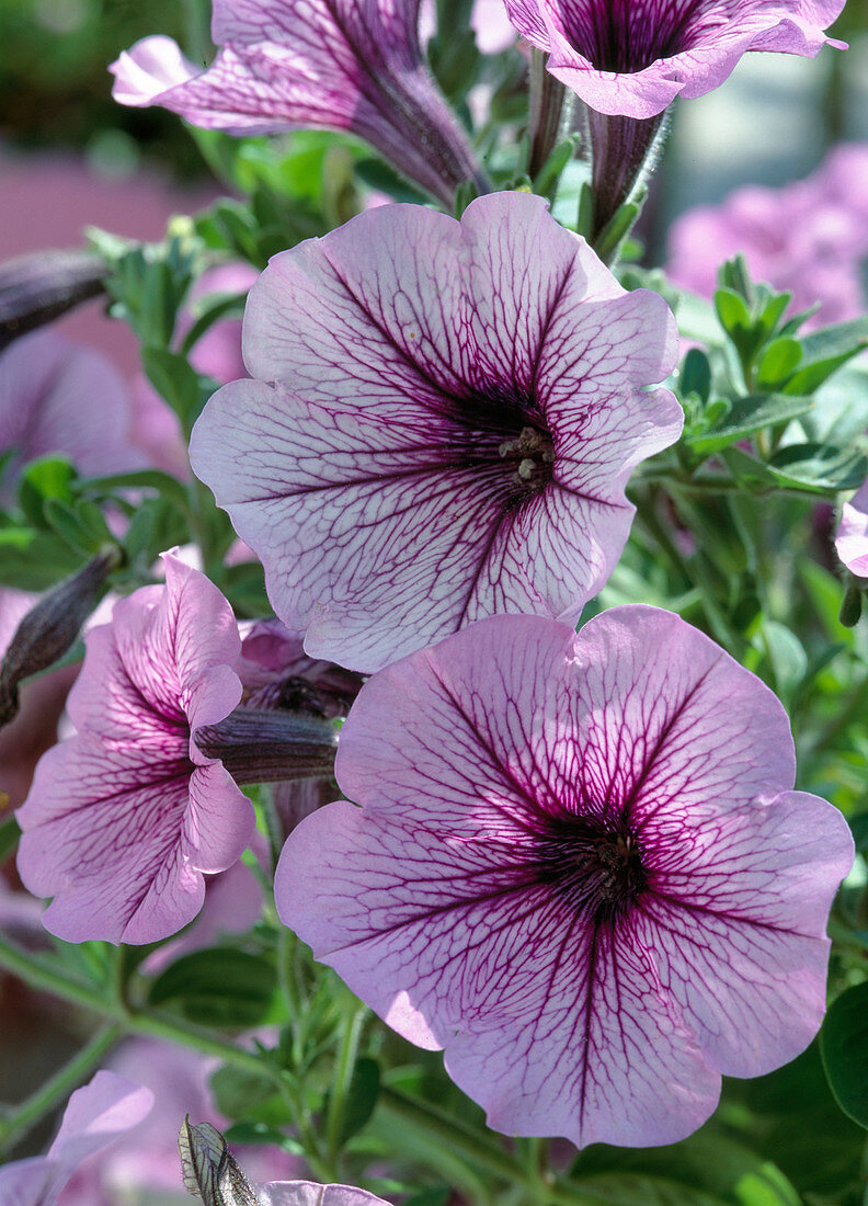 Petunia Surfinia Hybr. 'Mary Blue'