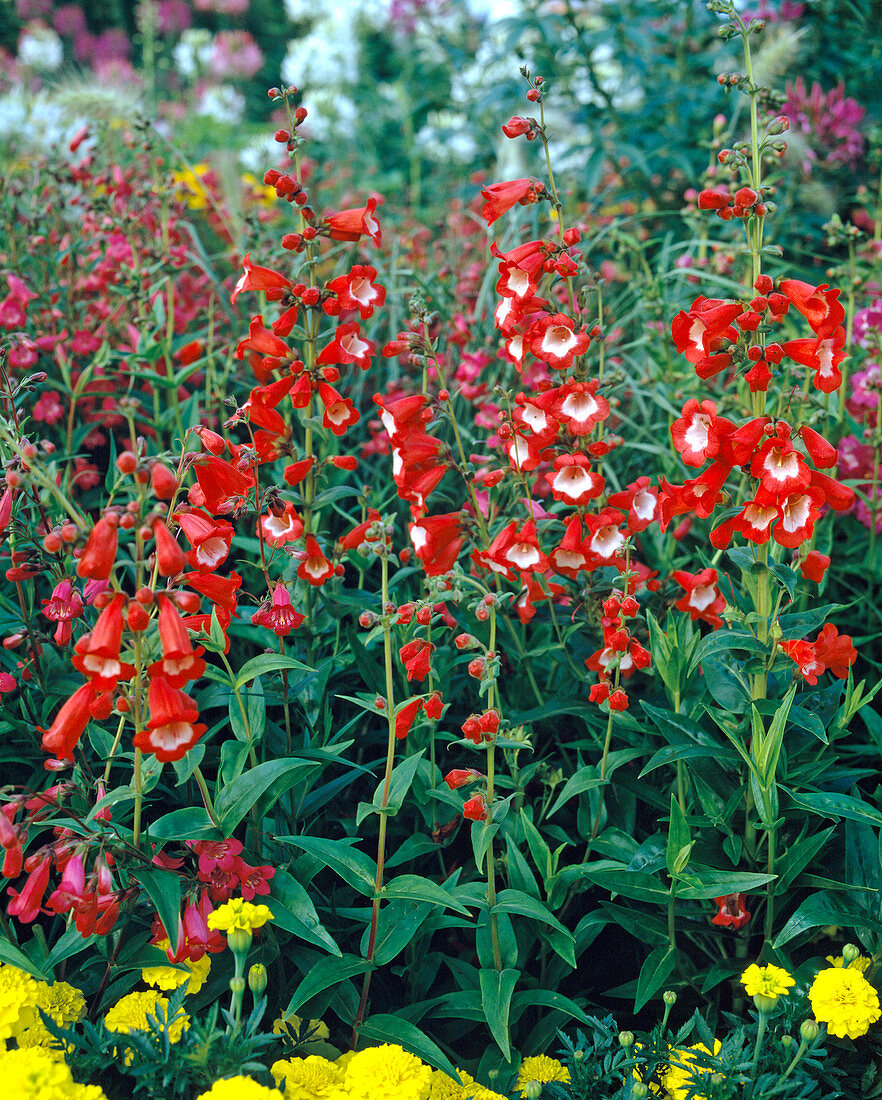 Penstemon Hartwegii 'Schönhölzeri'