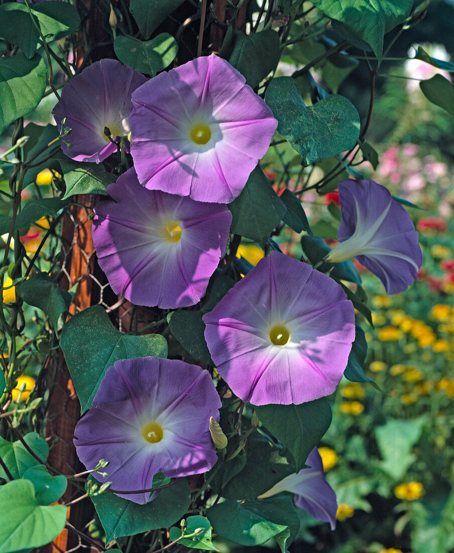 Phlebitis ipomoea