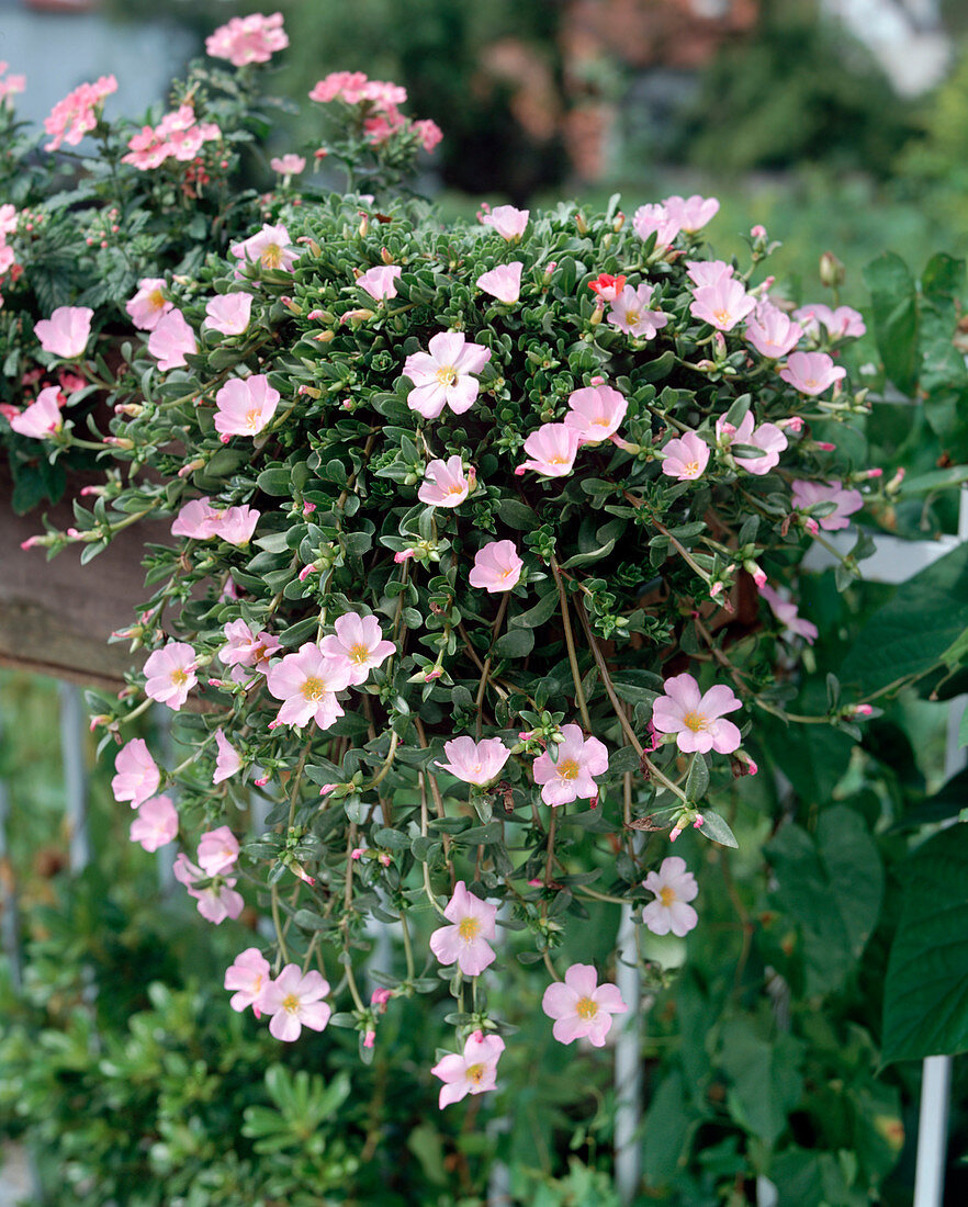 Portulaca-Hybride