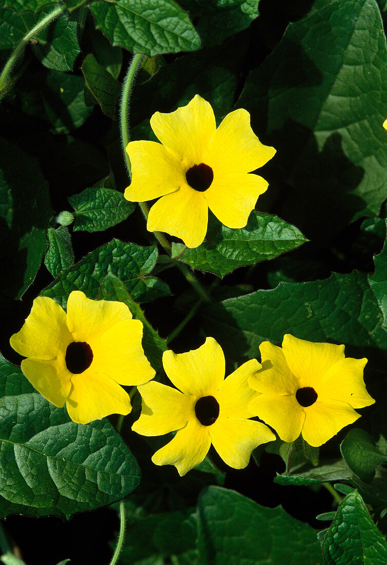 Thunbergia alata (Black-eyed Susanne) with yellow flowers