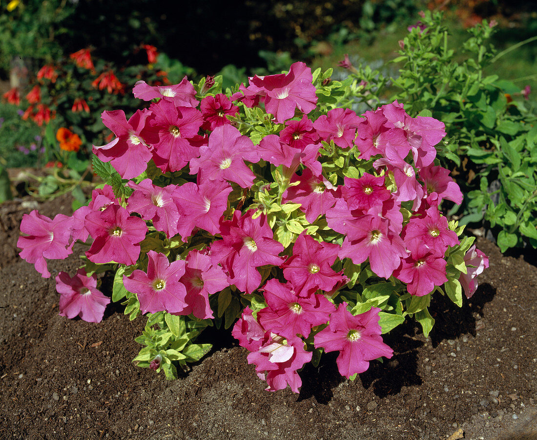 Petunia hybrid