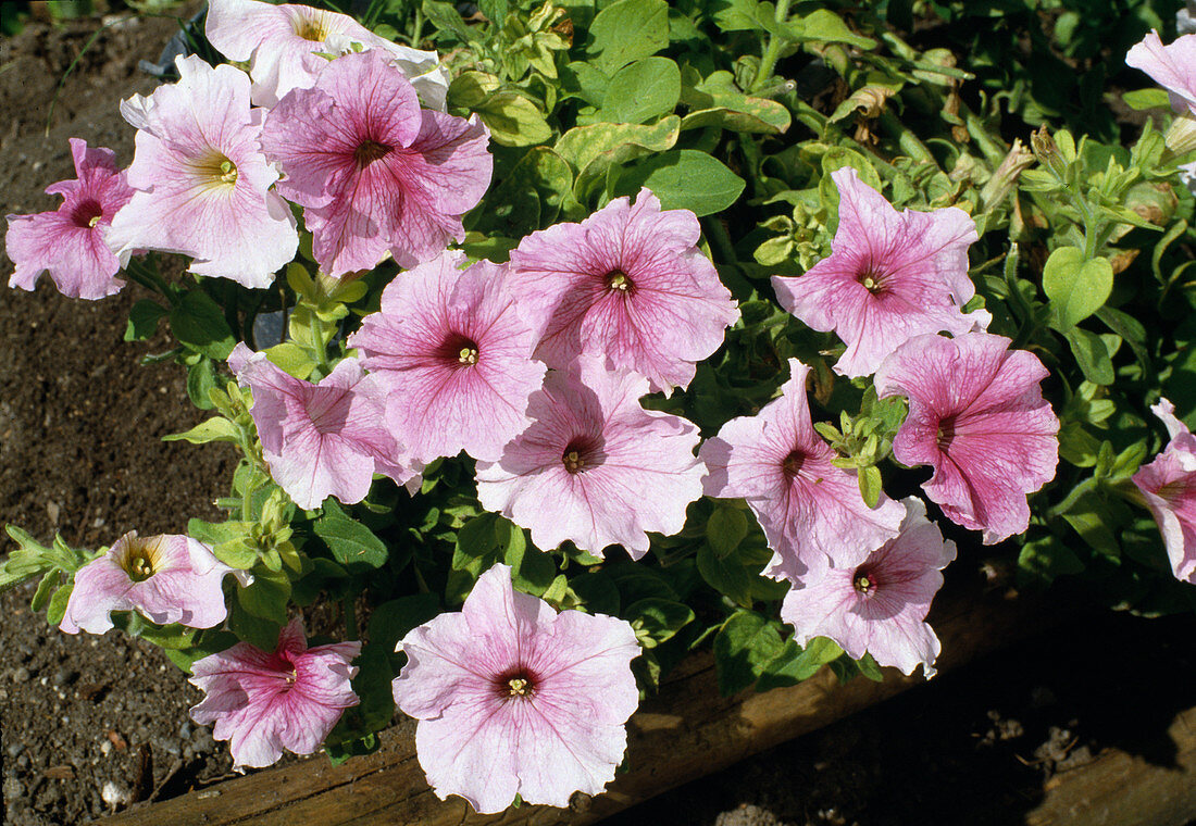 Petunia hybrid 'Cattleya Dream'