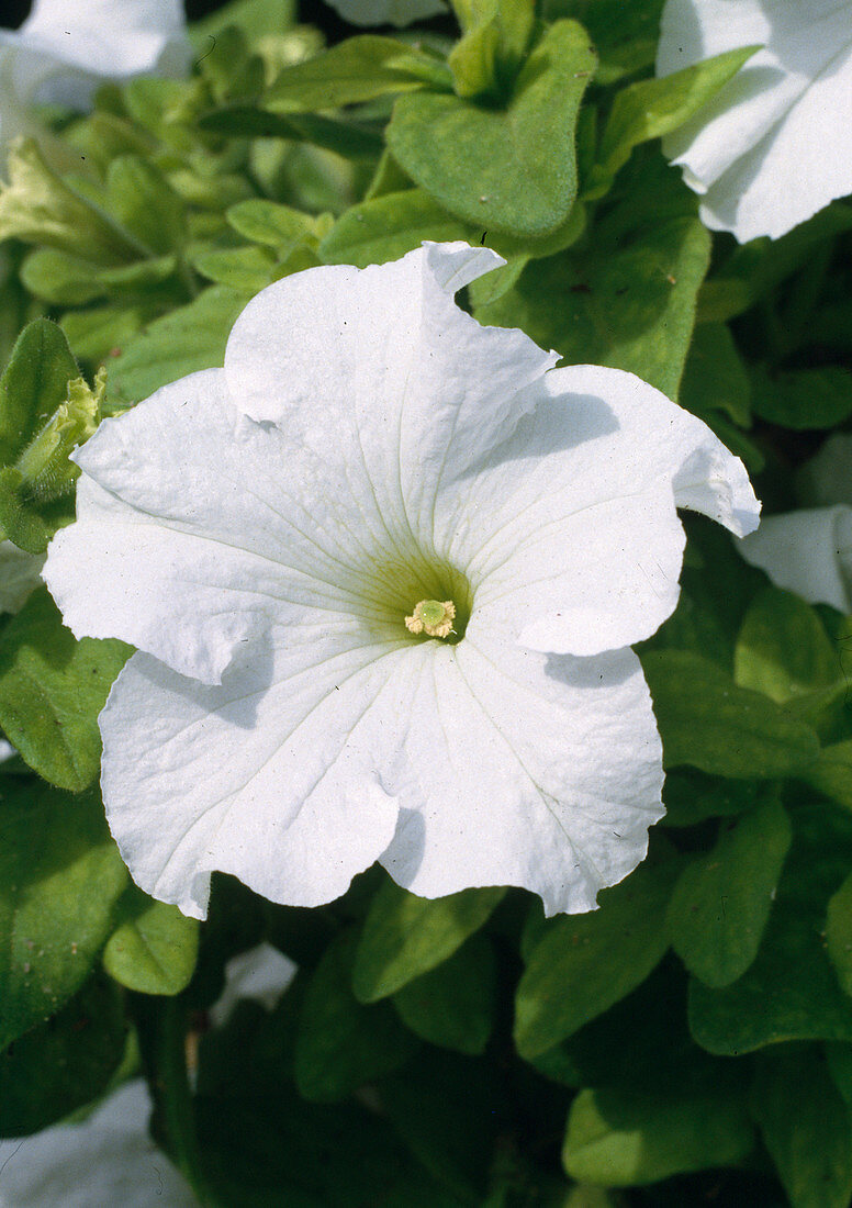 Petunia-Hybr. 'Weißer Traum'