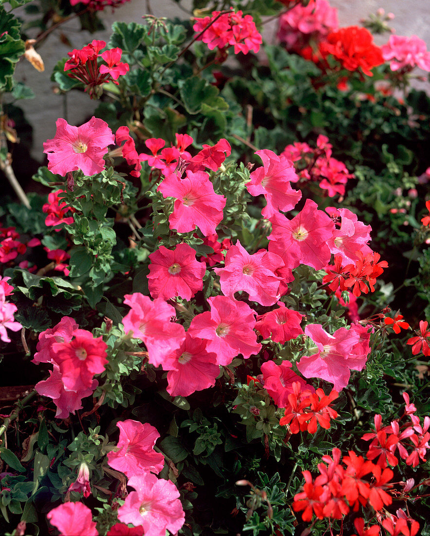 Petunia hybrid