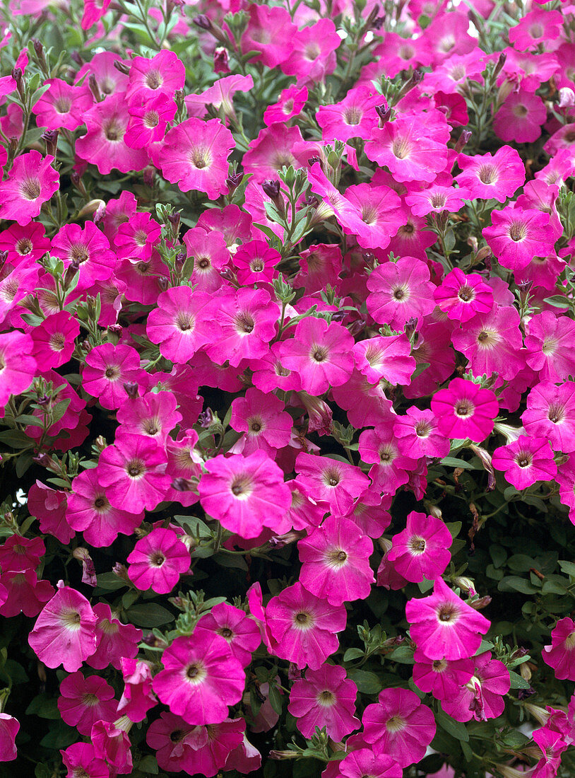 Surfinia Petunia 'Pink Mini'