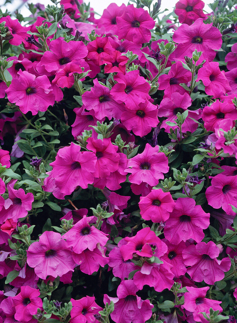 Surfinia Petunia 'Shihi Purple'