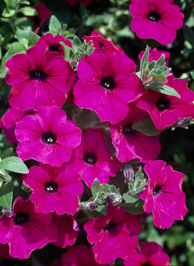 Petunia Surfinia 'Revolution'