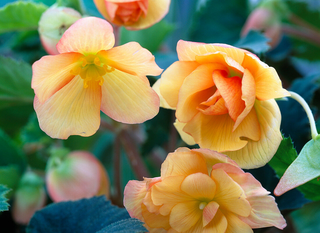 Begonia 'Illumination' Apricot (Garland Begonia)