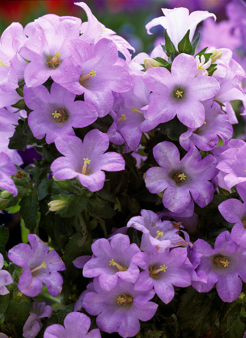 Campanula medium 'Divine'