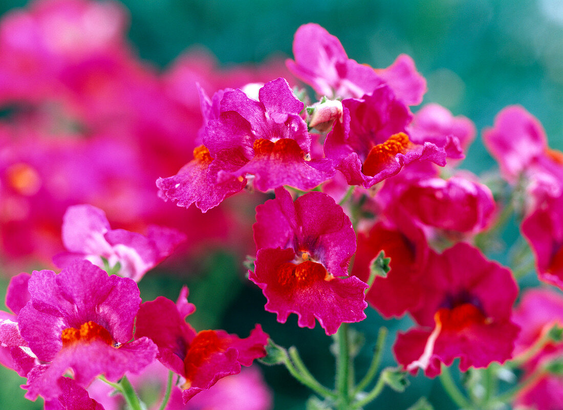 Nemesia 'Blackberry' (Elfenspiegel)