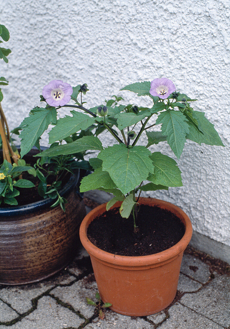 Nicandra physaloides