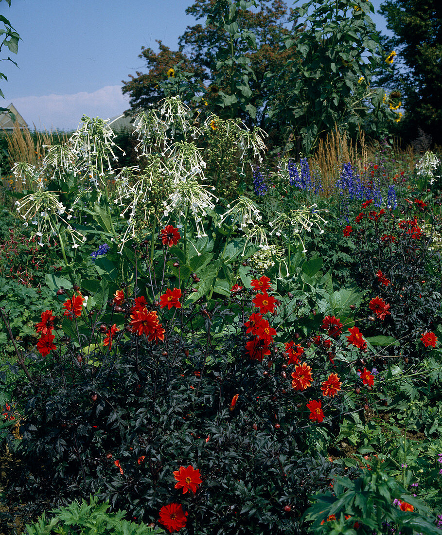 Nicotiana sylvestris