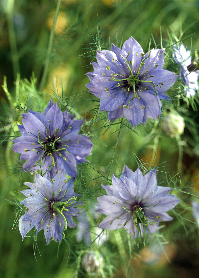 Nigella damascena