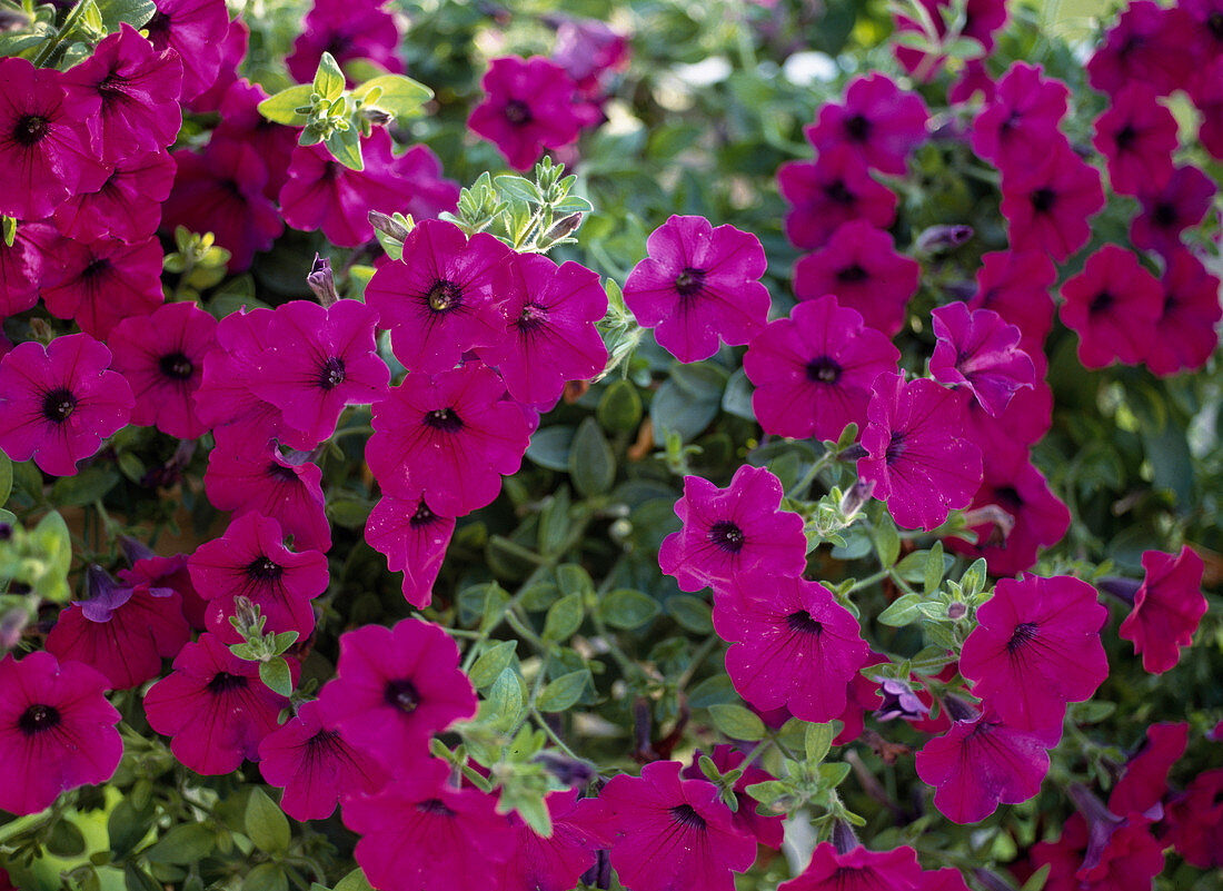 Petunia hybrid