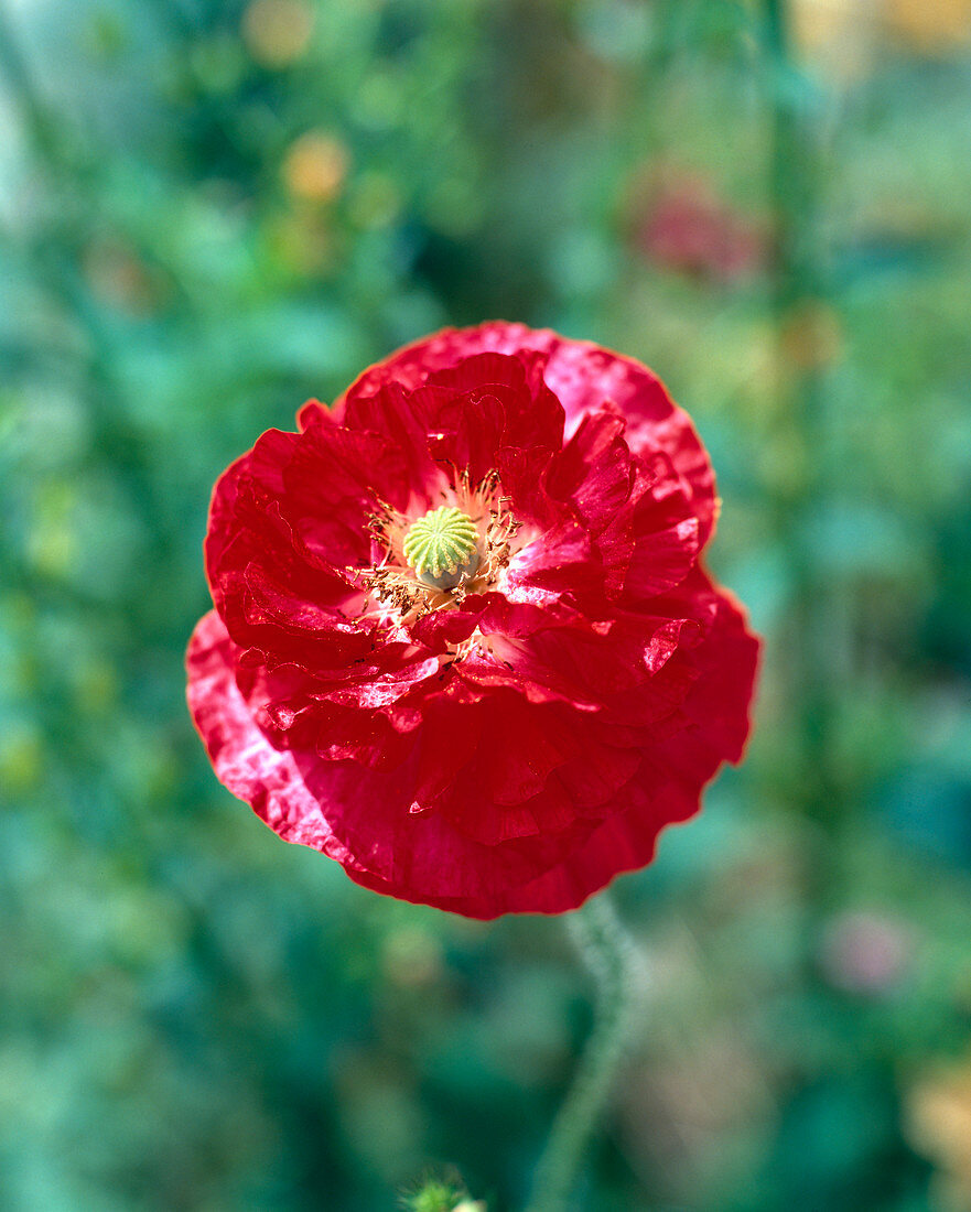 Papaver rhoeas hybrid